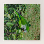 Puzzle Perroquet vert (Horizontal)