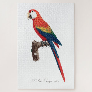 Puzzle Perroquet Vintage - Oiseaux Ancienne illustration