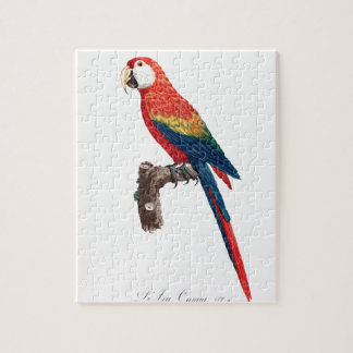 Puzzle Perroquet vintage - Oiseaux Vieux art illustratif