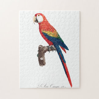 Puzzle Perroquet vintage - Oiseaux Vieux art illustratif