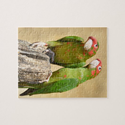 Puzzle Perruque Mitred sur poteau en bois Bâton Carré de  (Horizontal)