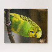 Puzzle Personalized English Budgie Parakeet (Horizontal)