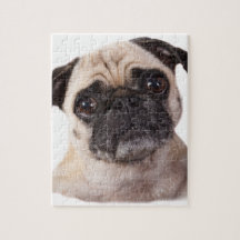 petit chien mignon de carlin