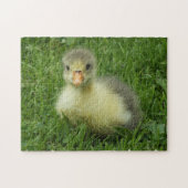 Puzzle petit oison dans l'herbe verte luxuriante (Horizontal)