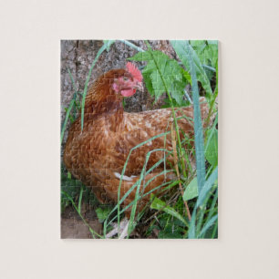 Puzzle Petite poule rouge dans l'herbe
