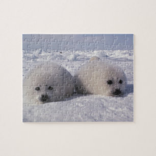 Puzzle Phoque du Groenland (Phoca groenlandica) Jeunes ph