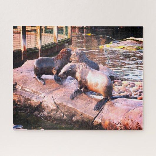 Puzzle Phoques (Horizontal)