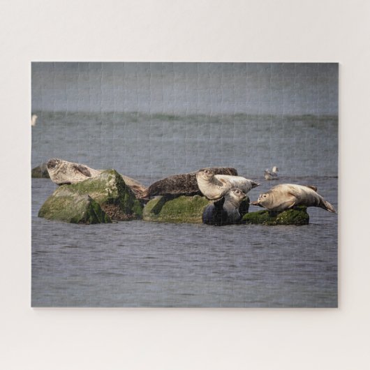 Puzzle Phoques du port à Island Beach State Park (Horizontal)