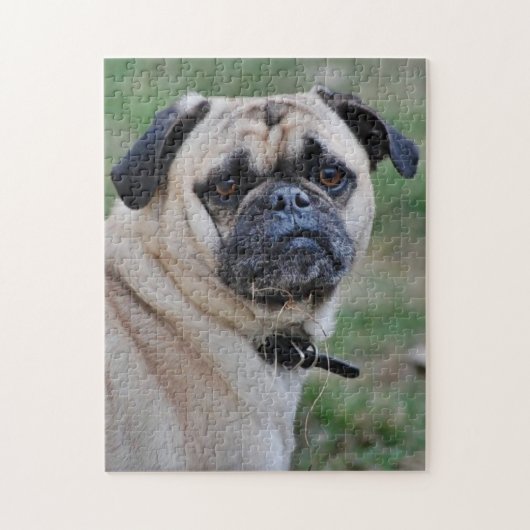 Puzzle photo Carlin adorable (Vertical)