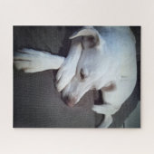 Puzzle Photo de chien blanc dormant avec de mignons patte (Horizontal)