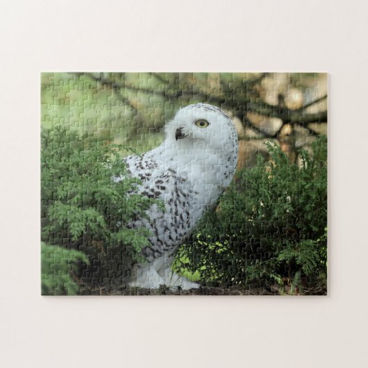 Puzzle Photo de Chouette blanche de la faune (Horizontal)