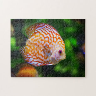 Puzzle Photo de Discus Orange Blanc en Aquarium