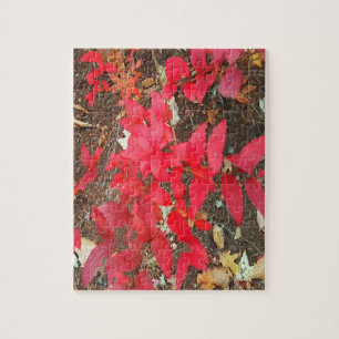 Puzzle Photo de feuillage d'automne couleurs d'automne