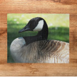 Puzzle Photo de la faune de Canada Goose<br><div class="desc">Puzzle à thème nature qui présente la photo d'une belle Oie du Canada. Amusant pour toute la famille ! REMARQUE : L'image est conçue pour les casse-têtes jusqu'à 16 x 20 pouces.</div>
