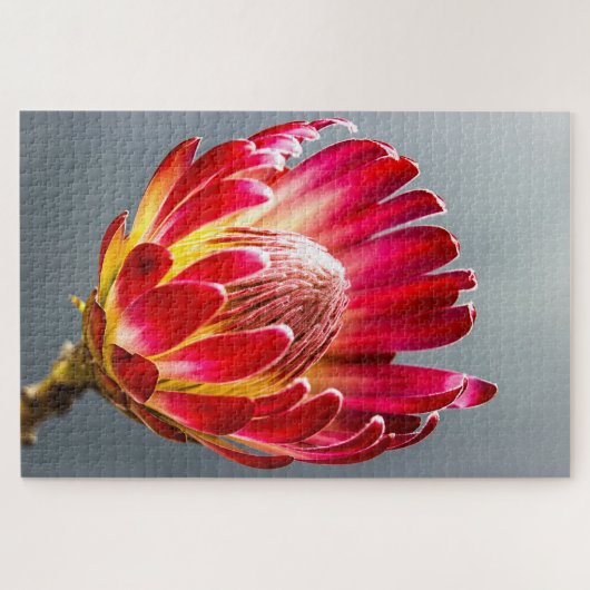 Puzzle Photo de la fleur de Protea (Horizontal)