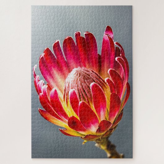 Puzzle Photo de la fleur de Protea (Vertical)