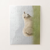 Puzzle Photo de la nature des moutons (Vertical)