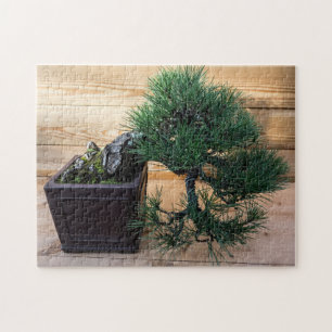Puzzle Photo de l'arbre Bonsai du pin noir japonais
