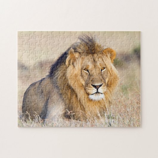 Puzzle Photo de lion majestueuse (Horizontal)