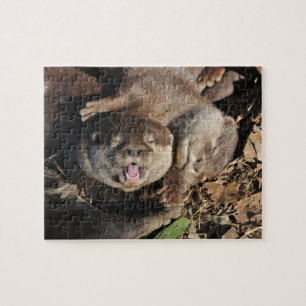 Puzzle Photo de loutre