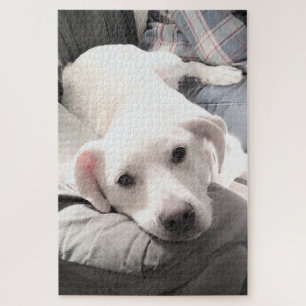 Puzzle Photo de mignon chien blanc avec papa sur canapé