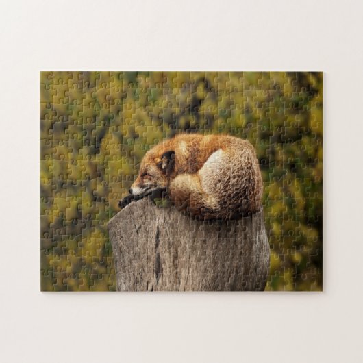 Puzzle Photo de renard dormant (Horizontal)