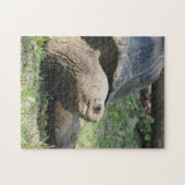 Puzzle Photo de tortue de la faune (Horizontal)