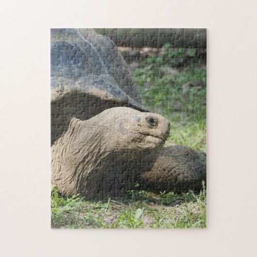 Puzzle Photo de tortue de la faune (Vertical)