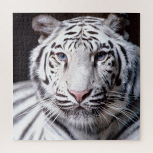 Puzzle Photo du visage du tigre blanc du Bengale
