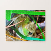 Puzzle Photo d'une grenouille Minnesota. (Horizontal)
