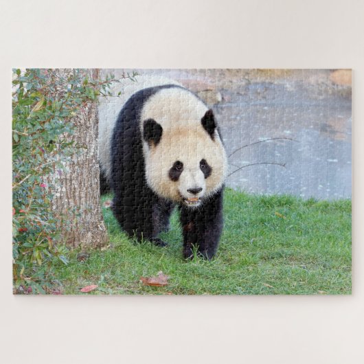 puzzle Photo panda géant, animaux 0340. (Horizontal)