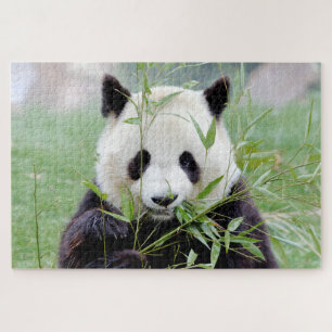 puzzle Photo panda géant, animaux 0341.