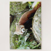 puzzle Photo panda rouge, animaux 0523. (Vertical)