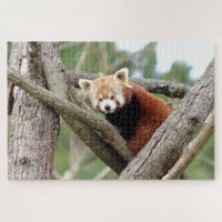 puzzle Photo panda rouge, animaux 0524.