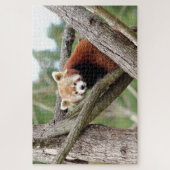 puzzle Photo panda rouge, animaux 0524. (Vertical)