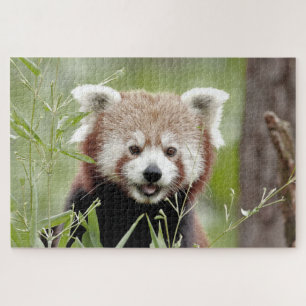 puzzle Photo panda rouge, animaux 0526.