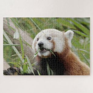 puzzle Photo panda rouge, animaux 0528.