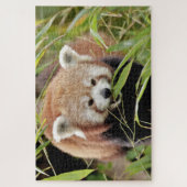 puzzle Photo panda rouge, animaux 0529. (Vertical)