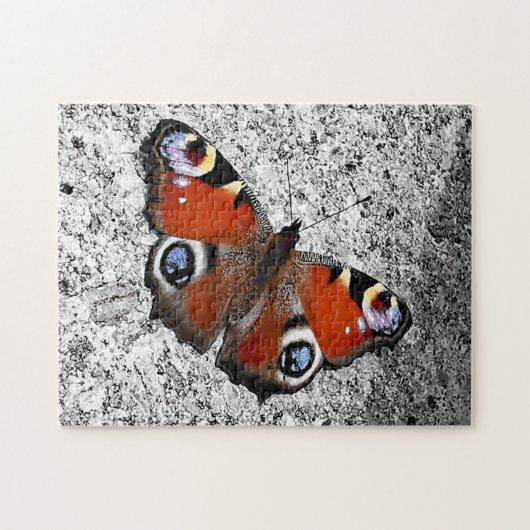 Puzzle Photo papillon Peacock (Horizontal)