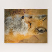 Puzzle photo Red Fox (Horizontal)