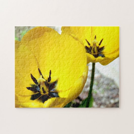 Puzzle photo Tulip Jaune (Horizontal)