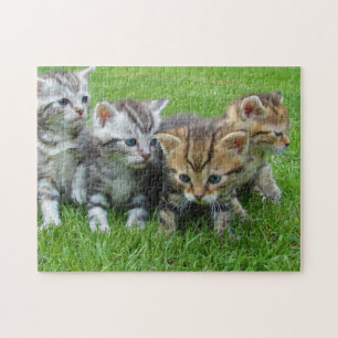 Puzzle Photographie de Cat Kitten Photographie d'un anima