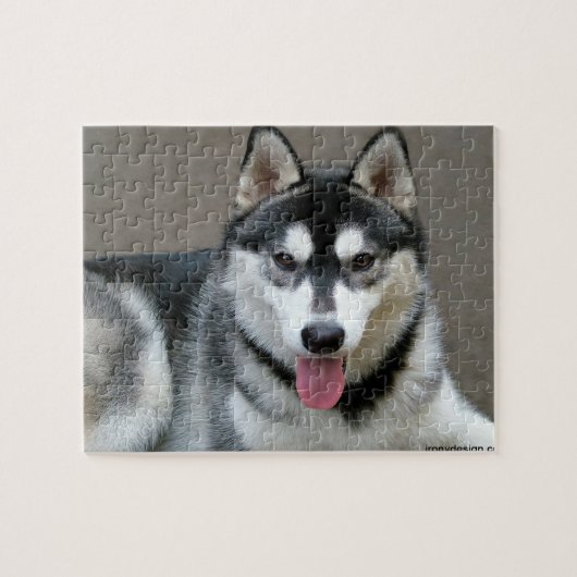 Puzzle Photographie de chien de Malamute d'Alaska (Horizontal)