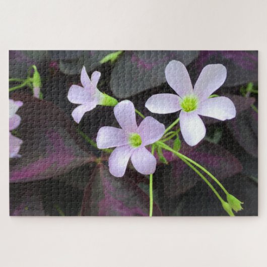 Puzzle Photographie de fond des fleurs de Plante Shamrock (Horizontal)