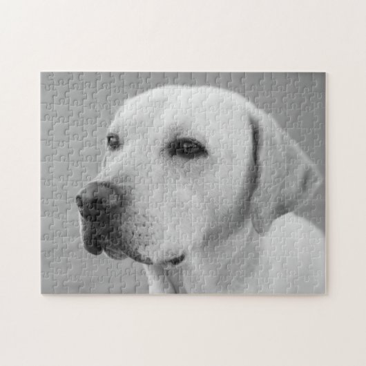 Puzzle Photographie de Golden Labrador Retriever| BW (Horizontal)