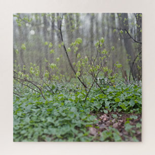 Puzzle Photographie de la nature du sol de la forêt des C