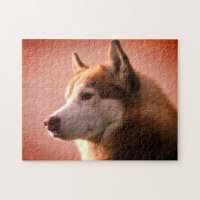 Photographie de Malamute Dog en Alaska| Rouge