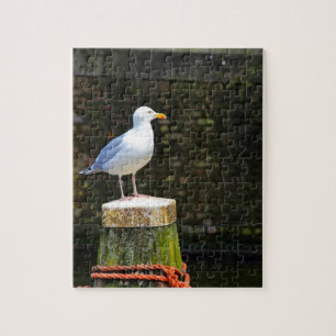 Puzzle Photographie de Mouette Côtière