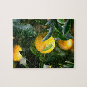 Puzzle Photographie des fruits des citronniers