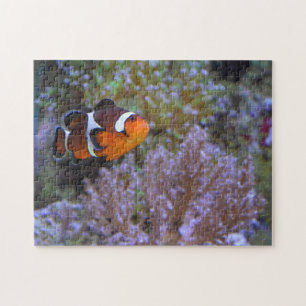 Puzzle Photographie sous-marine de poisson clown, anémone